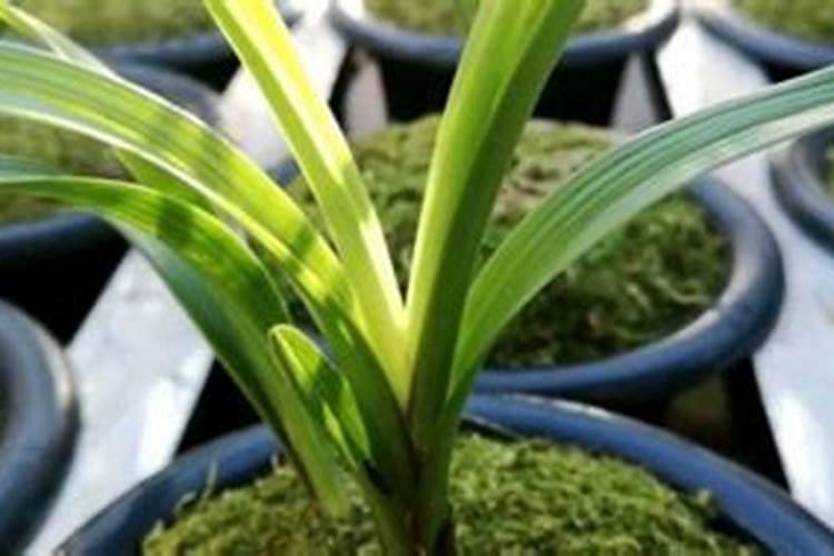 兰花叶子发黄该怎么办