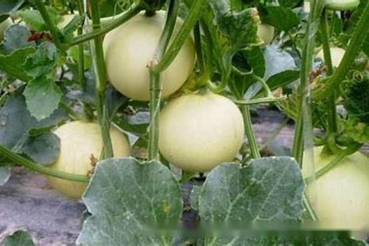 甜瓜快到成熟期冲果蔬宝行不行呀？