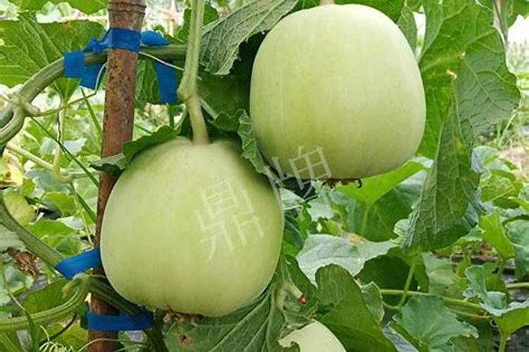 甜瓜施什么肥料好？甜瓜增产用哪个叶面肥？甜瓜膨果叶面肥用金泰靓