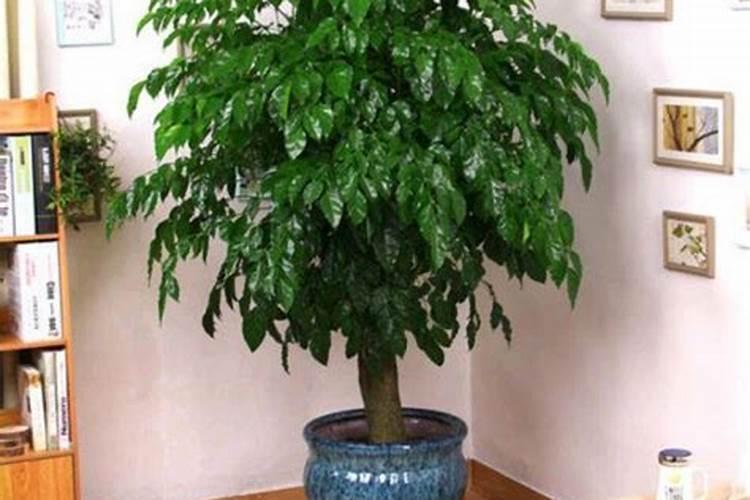 幸福树怎么养护与浇水