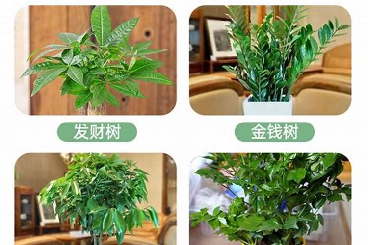 幸福树换盆后如何施肥,勤施淡肥/氮肥和钾肥最好