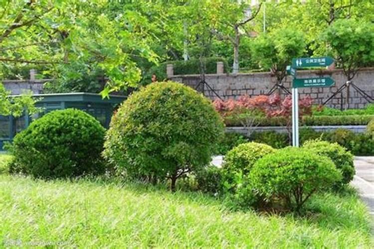 三宁复合肥价格表2025