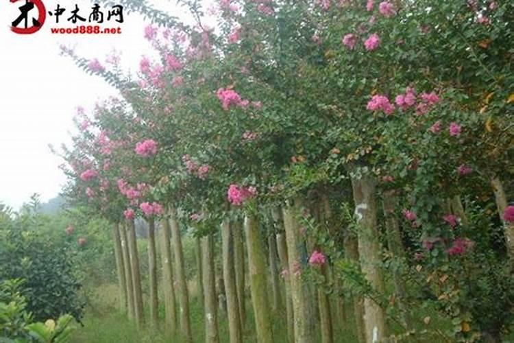 园林绿化小妙招,几分钟时间轻松解决树枝丶树杈堆积问题!