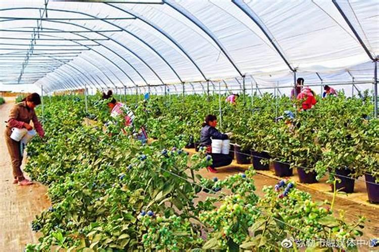 玉米苗打什么营养药呢？