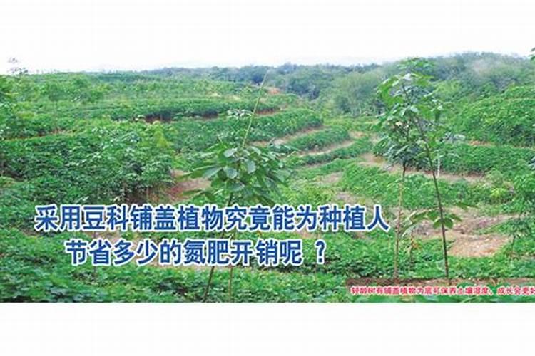 柿子树用什么肥料更好