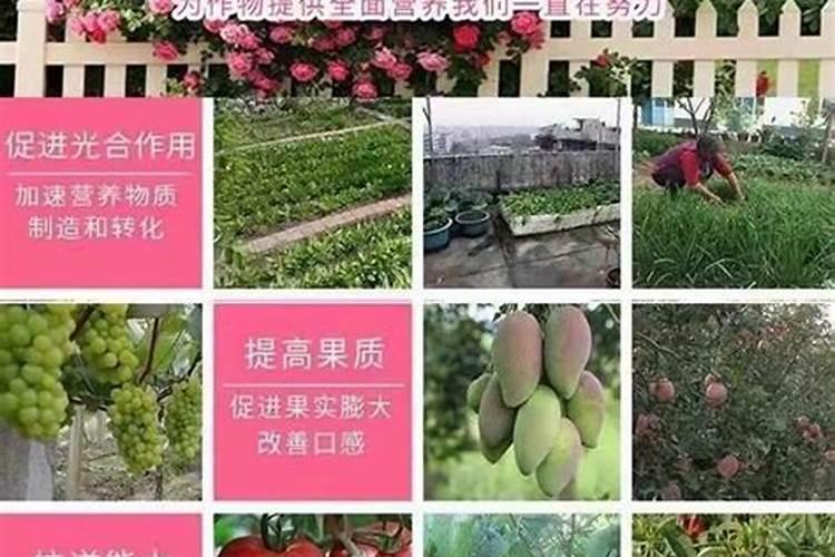 什么盆栽可以用尿素(家里的盆栽能用尿素浇吗)