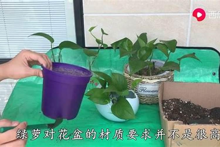 绿萝扦插用什么肥