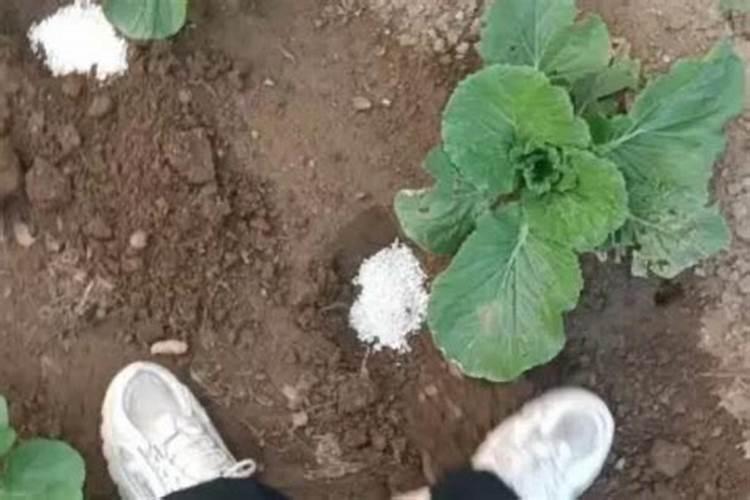 四季小白菜怎么种