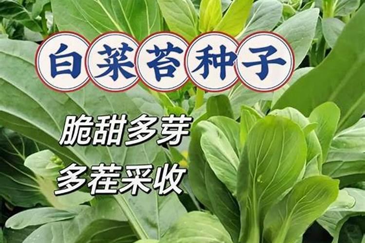 小白菜种子怎么种植方法