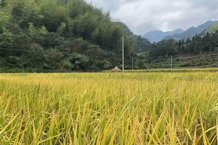 缓控释肥在水稻上的施用技术