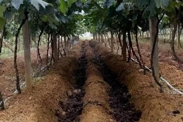 立秋葡萄施肥最佳时间