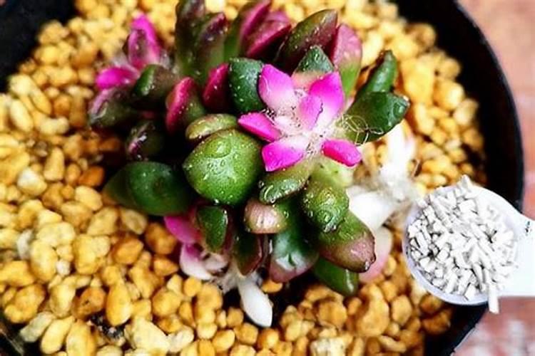 多肉植物如何施肥 多肉植物肥料自制方法