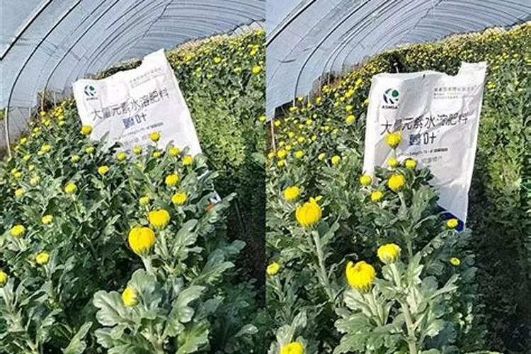 钙叶面肥对菊花起什么作用？