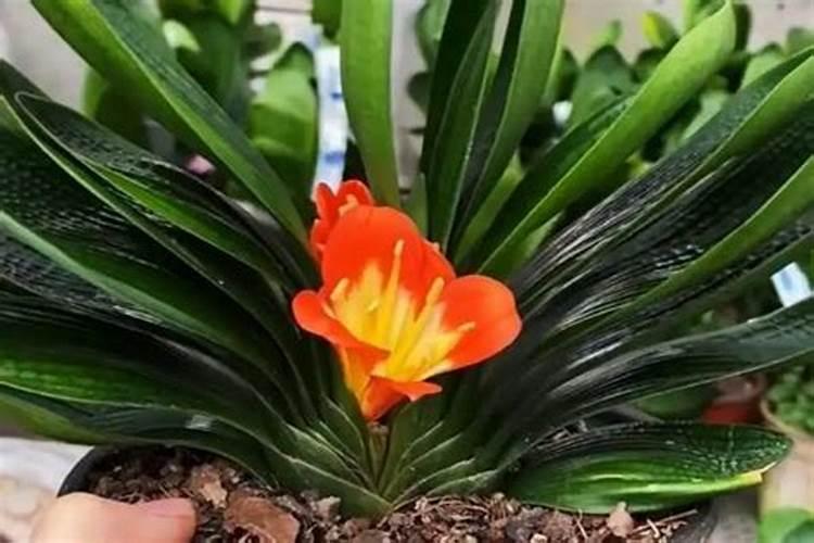 君子兰叶面肥怎么用