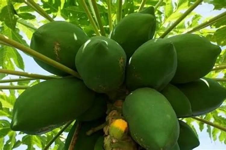 木瓜树施什么肥最好