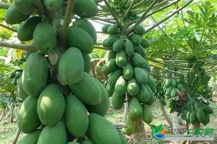 怎样种木瓜产量高(木瓜高产种植管理方法与栽培技术要点)