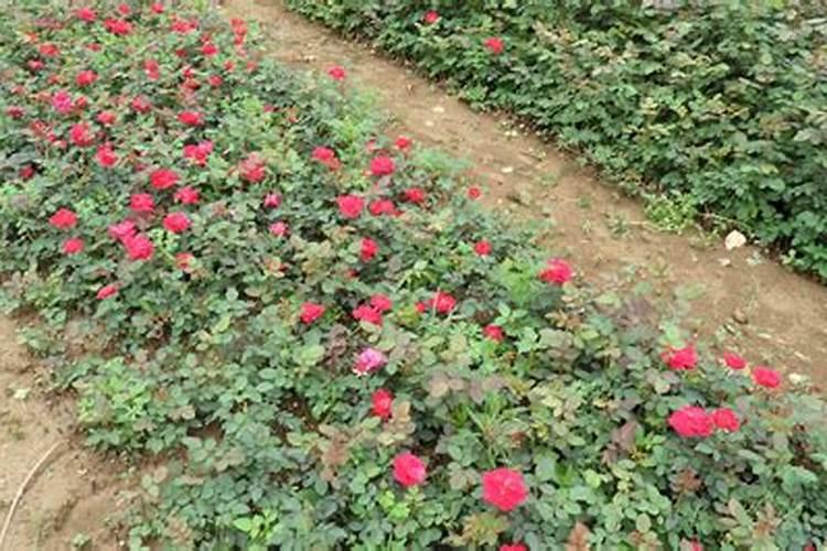 月季的种植方法