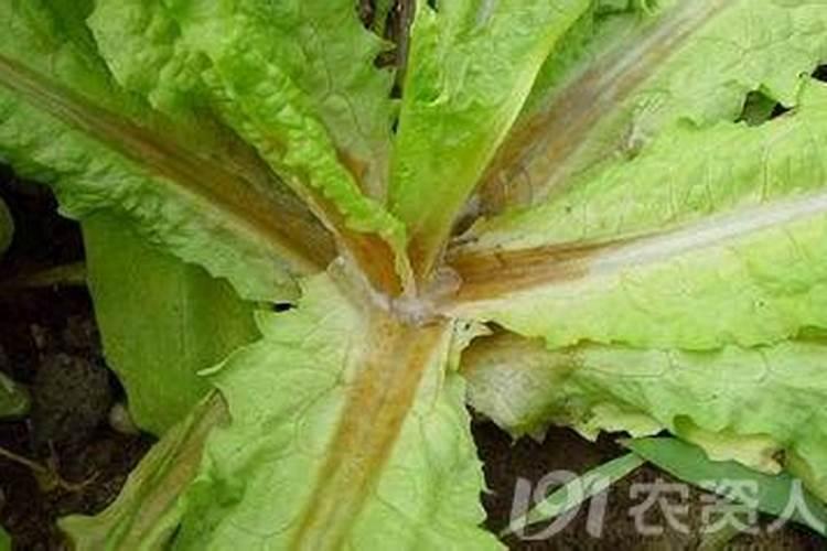 大棚莴笋中间茎干空心,内部变黑？怎么办？