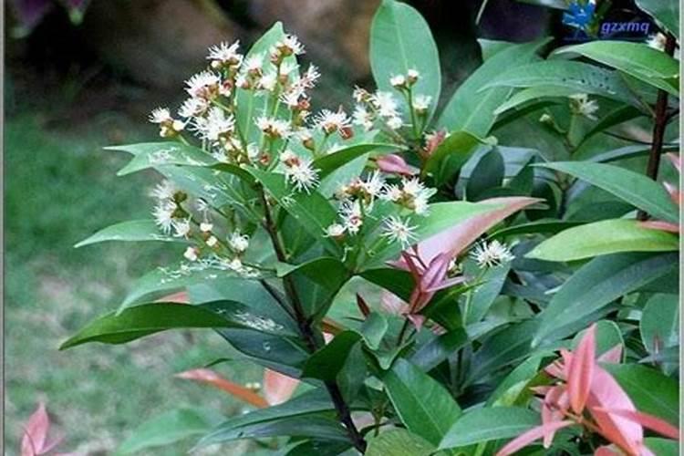 促使葡萄营养回流加速落叶的药物有哪些