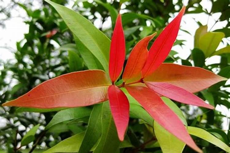 四月份的葡萄生产管理要点