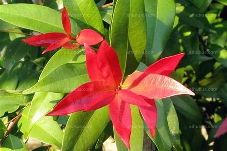 四月份的葡萄生产管理要点