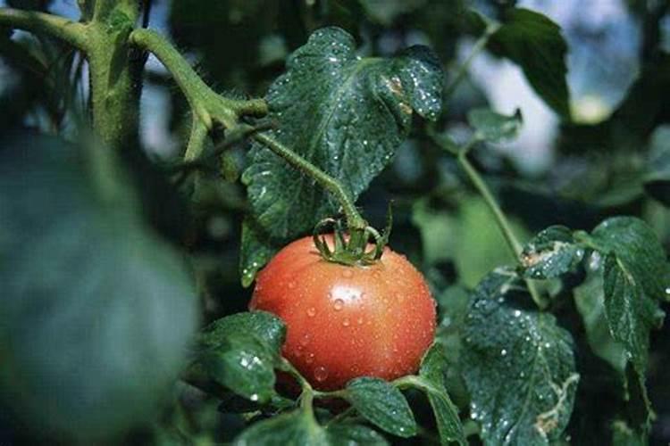 大棚西红柿啥时期冲施高磷肥？