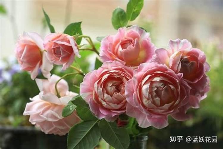 月季夏天施肥管理的6“忌”