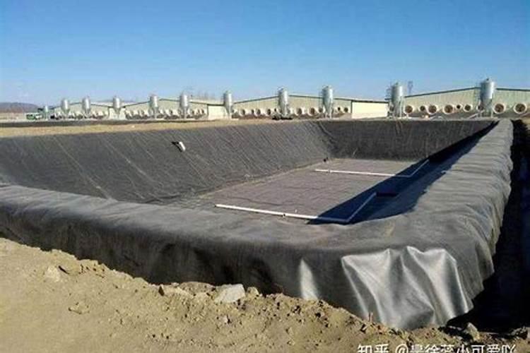 藕池上鸡粪水变色了怎么回事