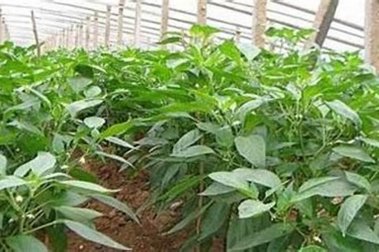 辣椒什么时候用尿素