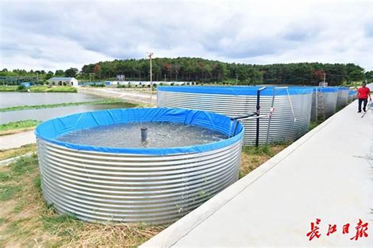 水溶肥给柿子树怎么施用