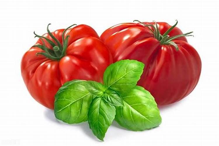 西红柿施什么肥最好