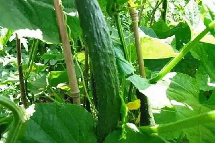 黄瓜初花结果期用什么肥既保花保果且不旺长