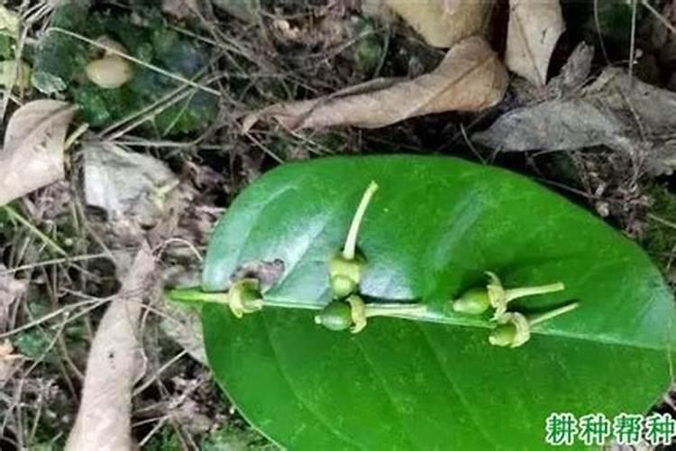 柚子树病害发生时间