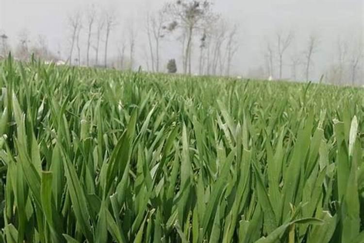 运城地区种植小麦磷应该用多少