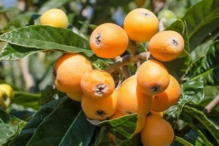 枇杷树用什么肥料最好