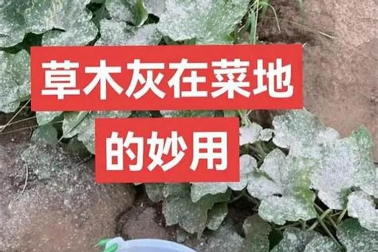 草木灰可以做肥料吗