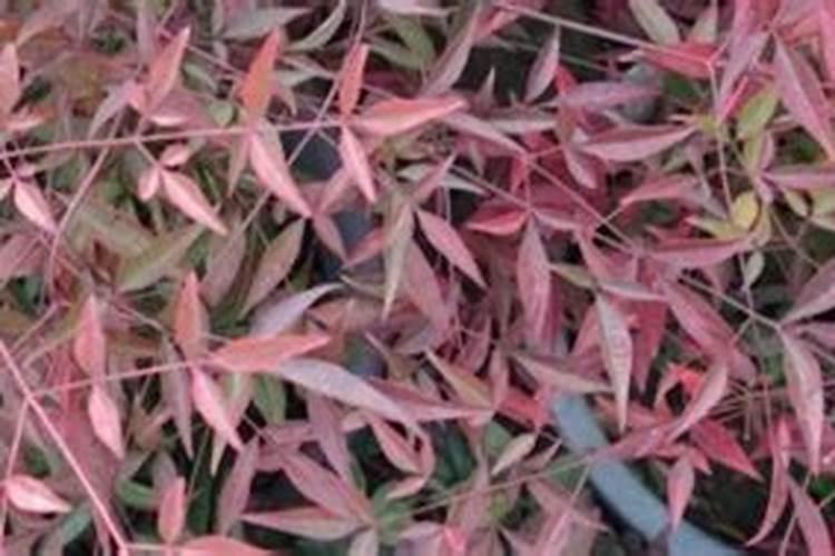 南天竹需要什么肥料