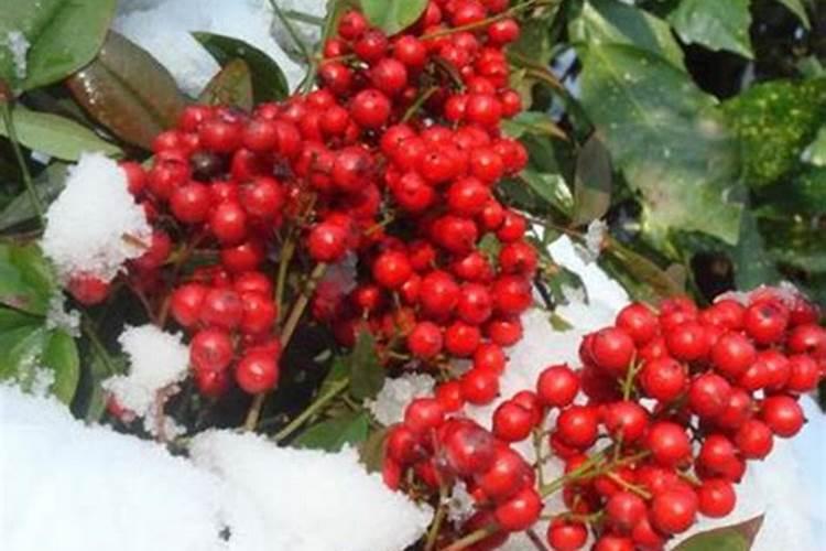 南天竹需要什么肥料