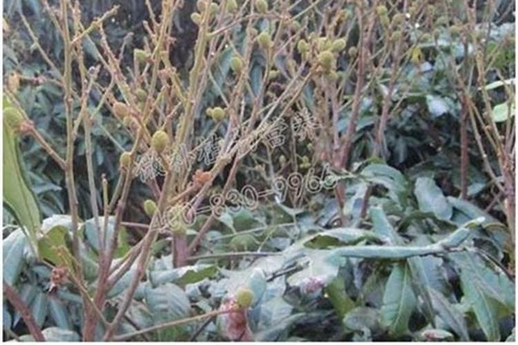 龙眼用硼肥料怎么施肥