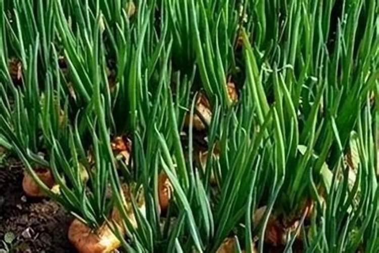 大葱什么时候追肥最好？