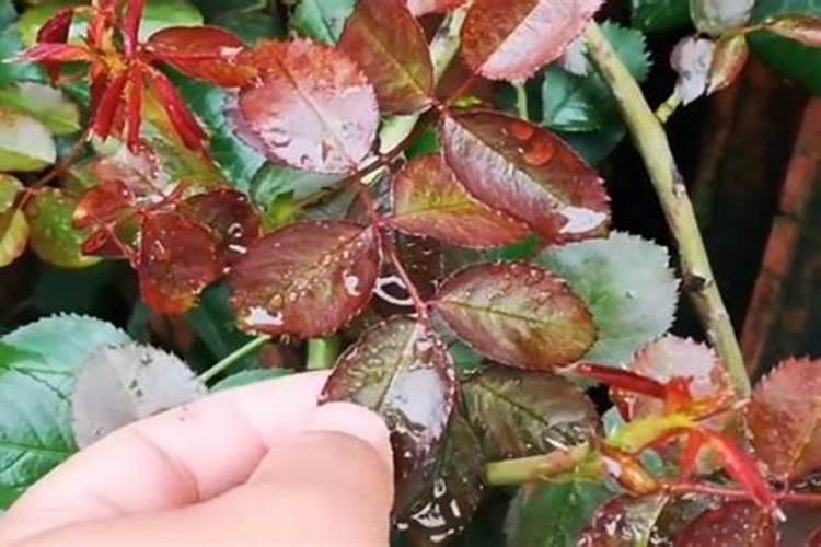 如何才能知道月季缺肥？