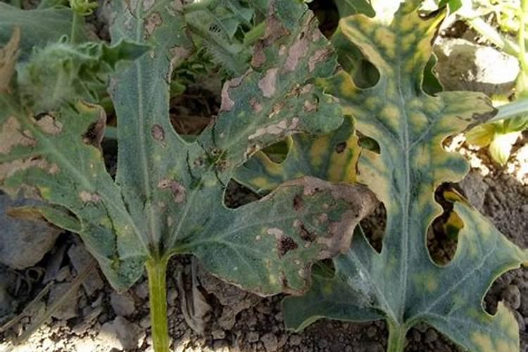 自己种的西瓜为什么会死掉