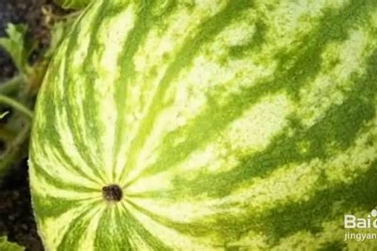 请问西瓜什么病害？