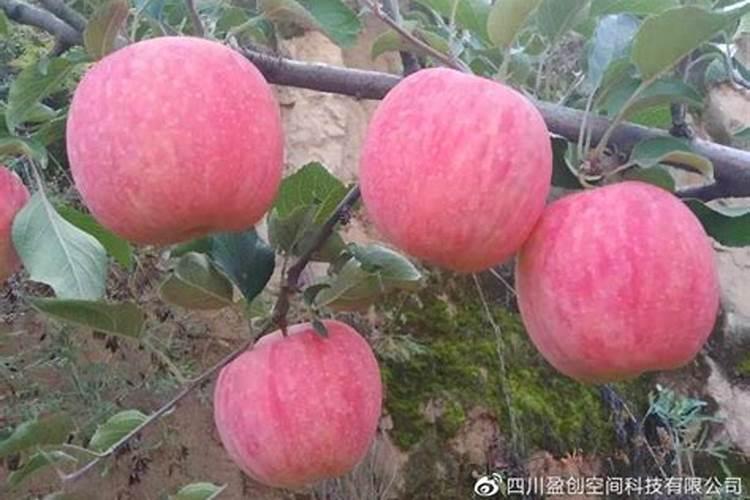 植物不同时期用肥