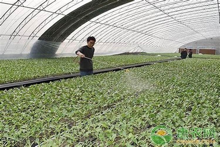 叶面肥知识汇总,各类作物叶面肥喷施的最佳时期