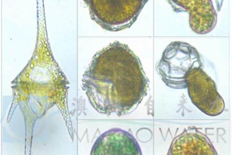 水变红 需要怎么处理