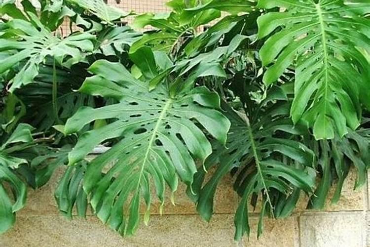 龟背竹要怎样施肥？