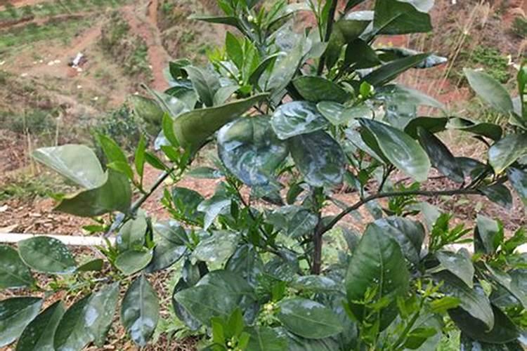 柑橘着色期用磷酸二氢钾叶面喷施过量果子会有青花贞点吗？