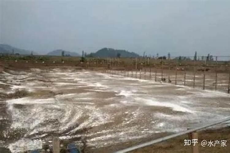 生石灰清塘后多长时间肥水