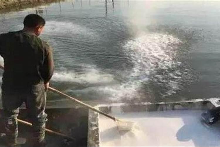 生石灰清塘后多长时间肥水